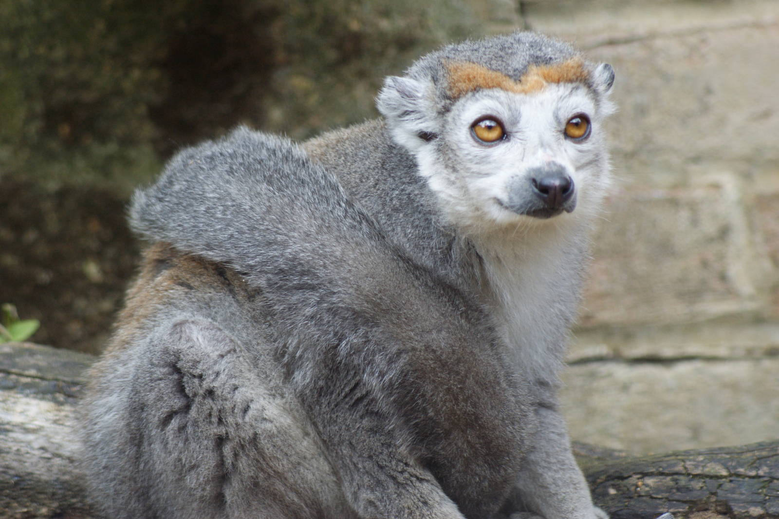 Crowned lemur