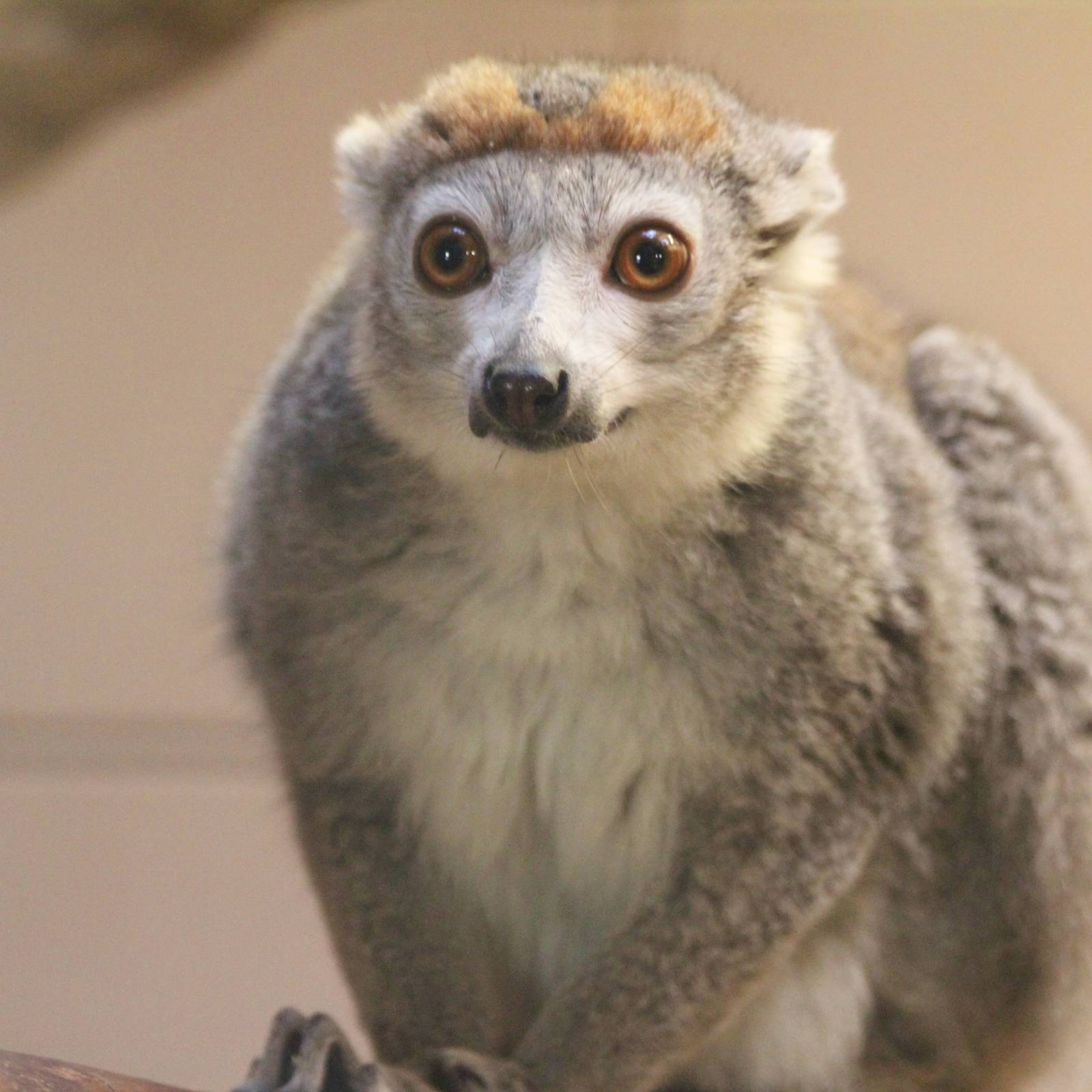 Crowned Lemur