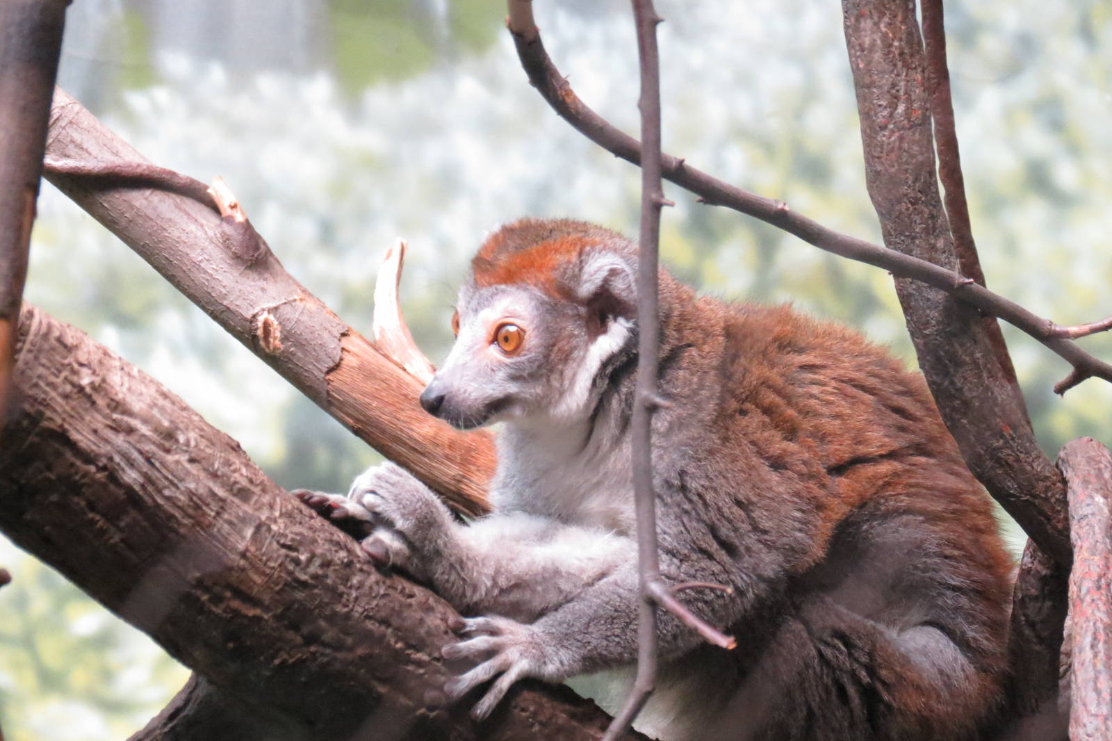 Crowned lemur