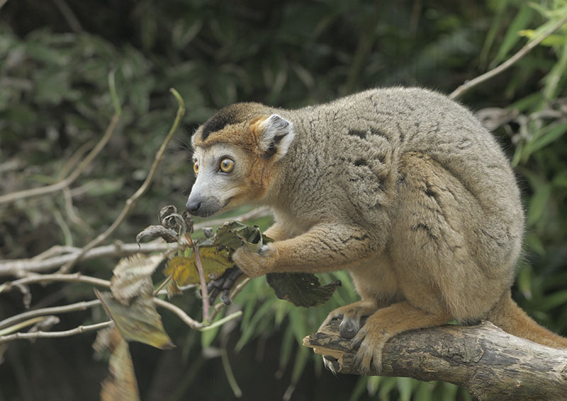 Crowned lemur