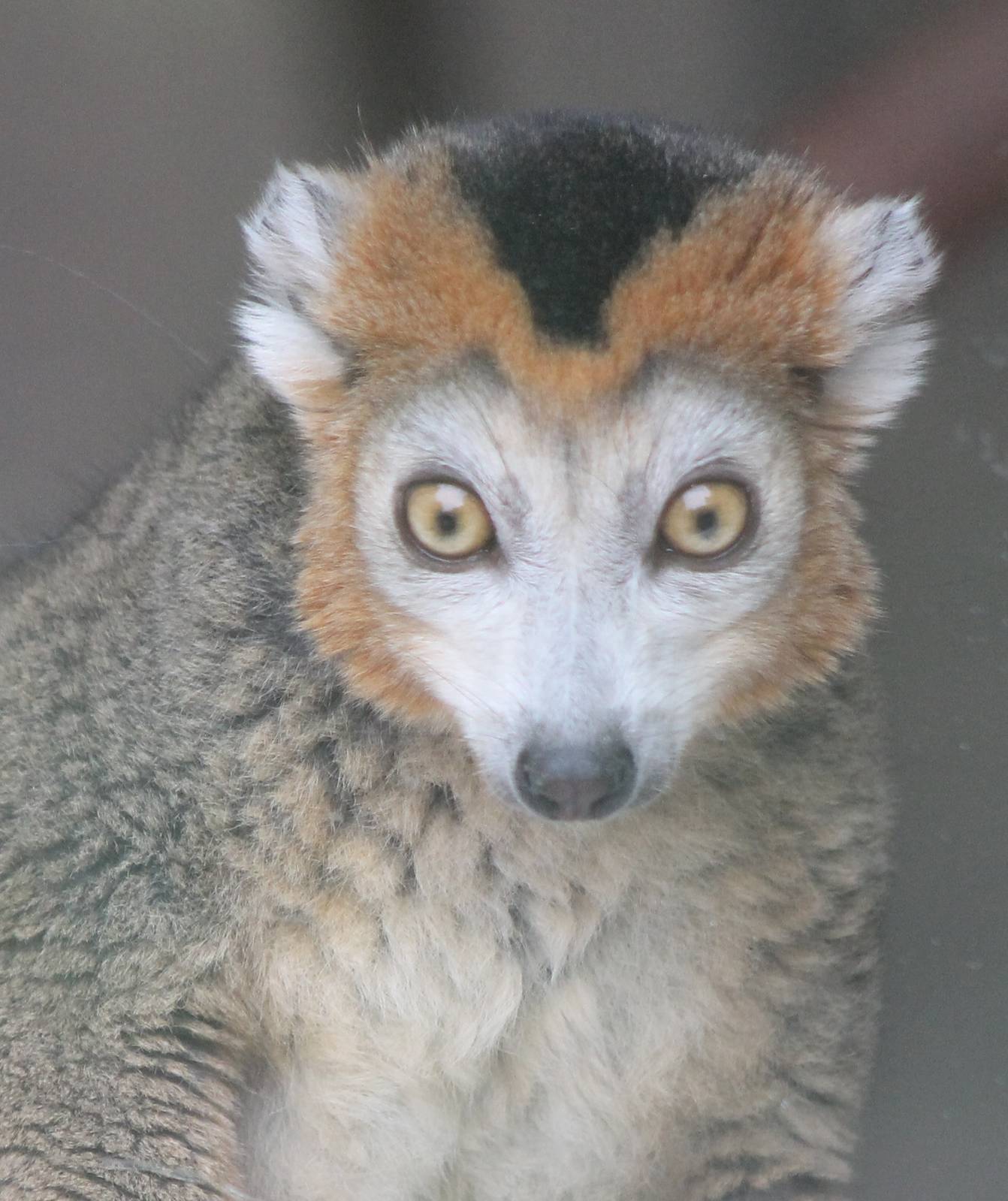 Crowned lemur