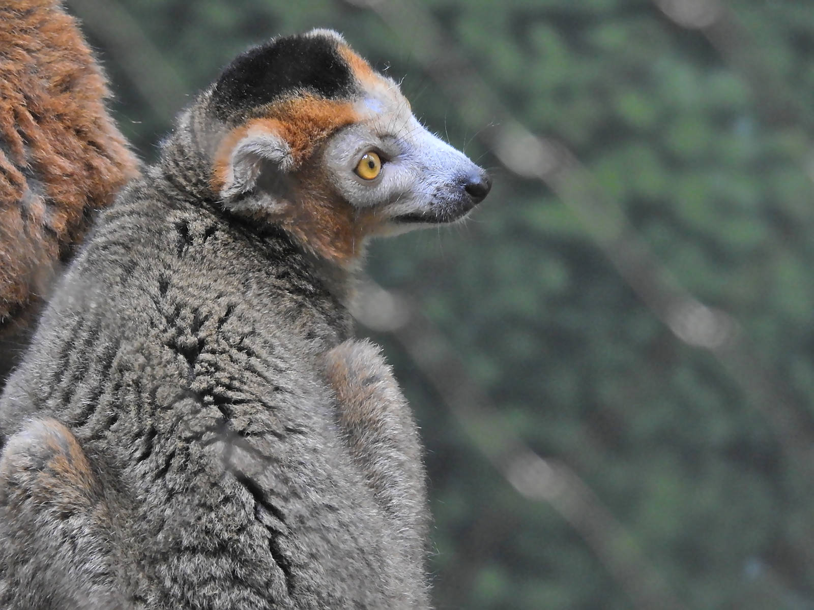 Crowned Lemur