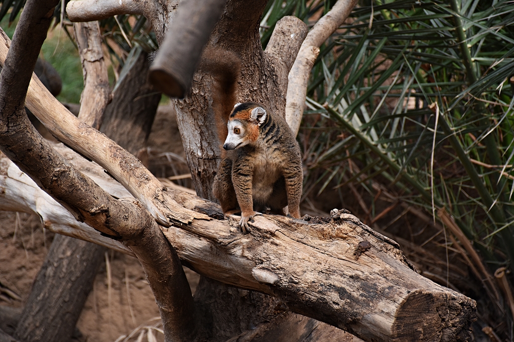 Crowned Lemur
