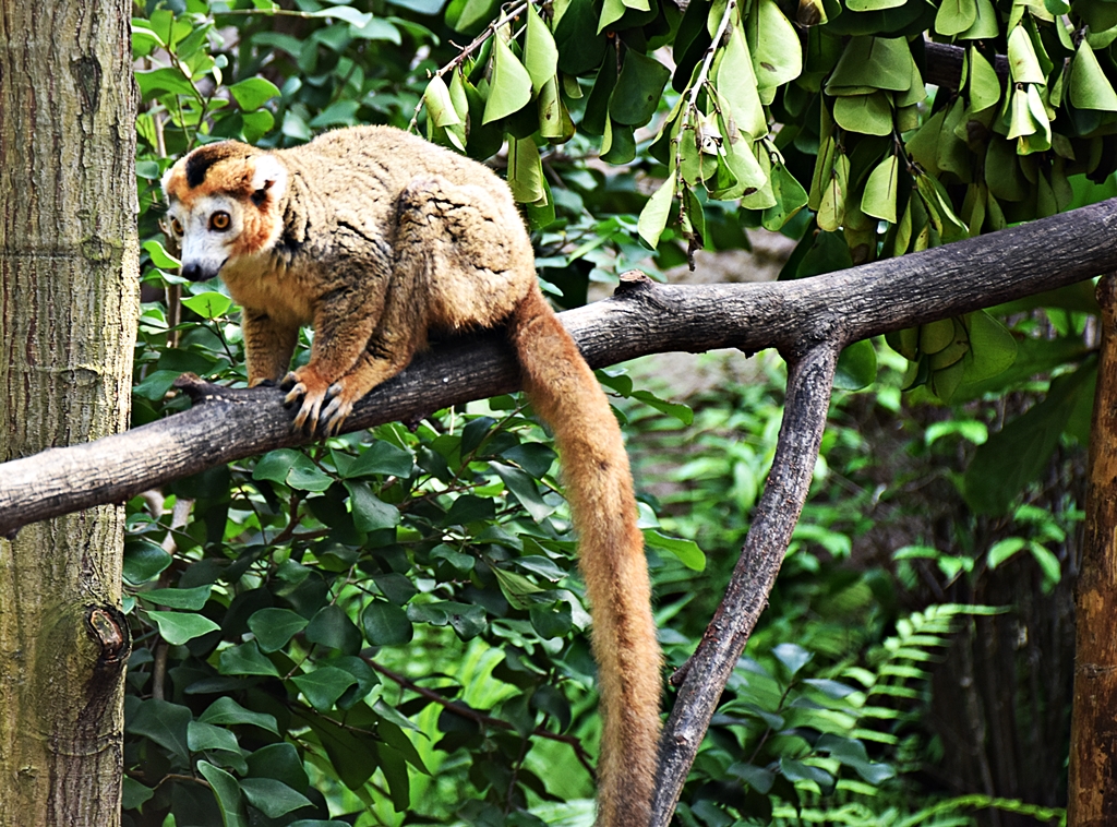 Crowned Lemur