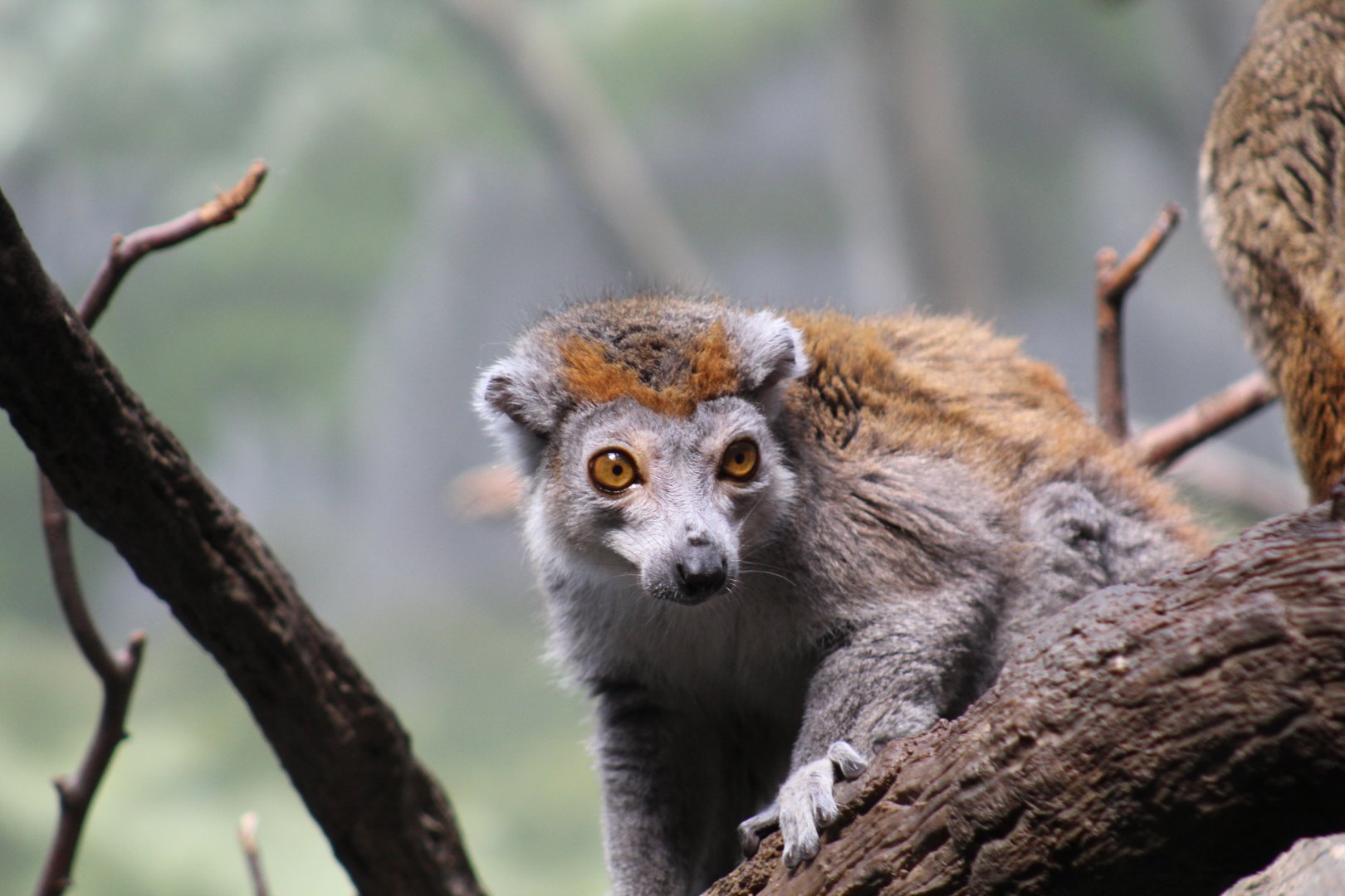 Crowned Lemur