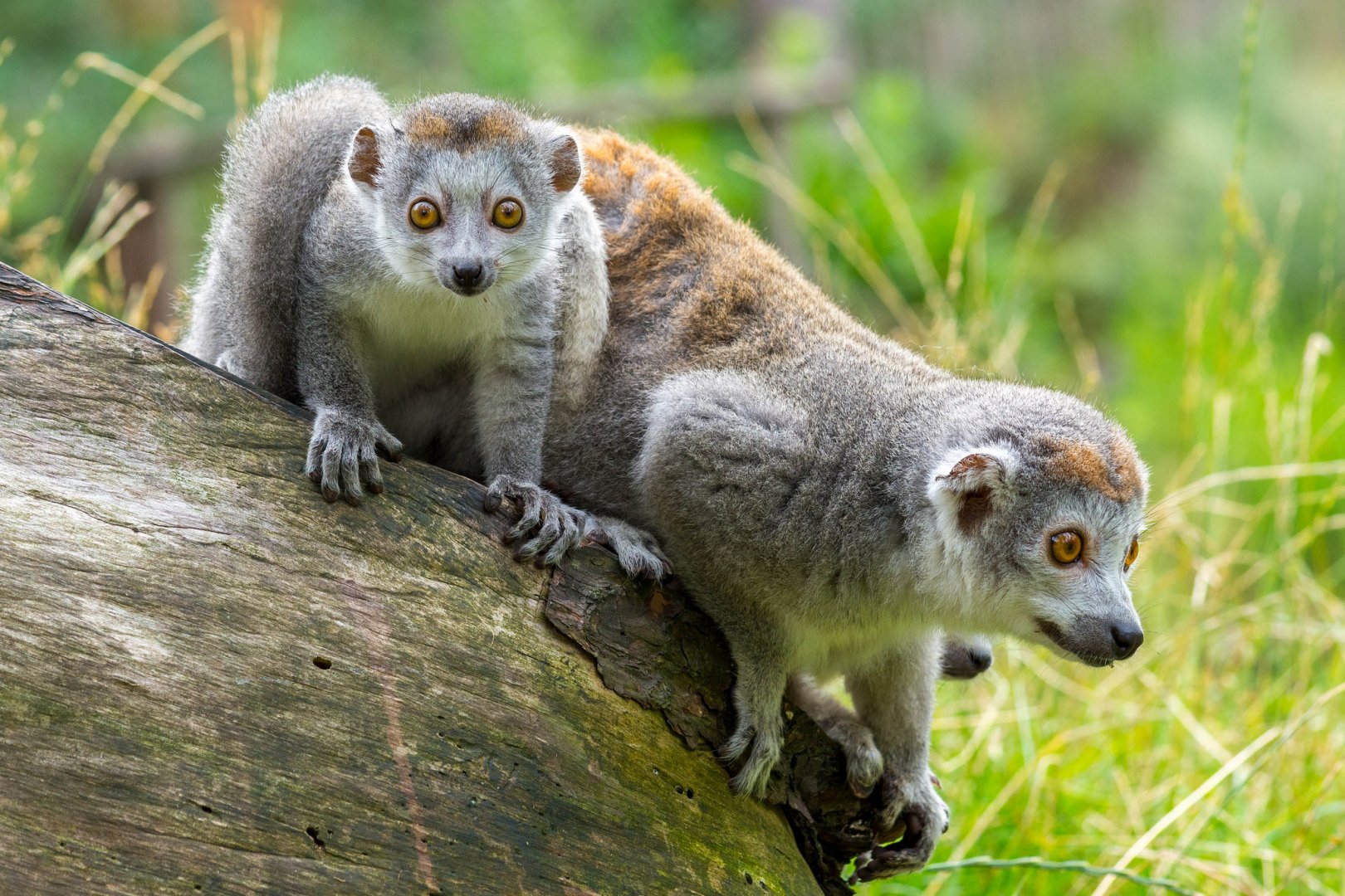 Crowned Lemur