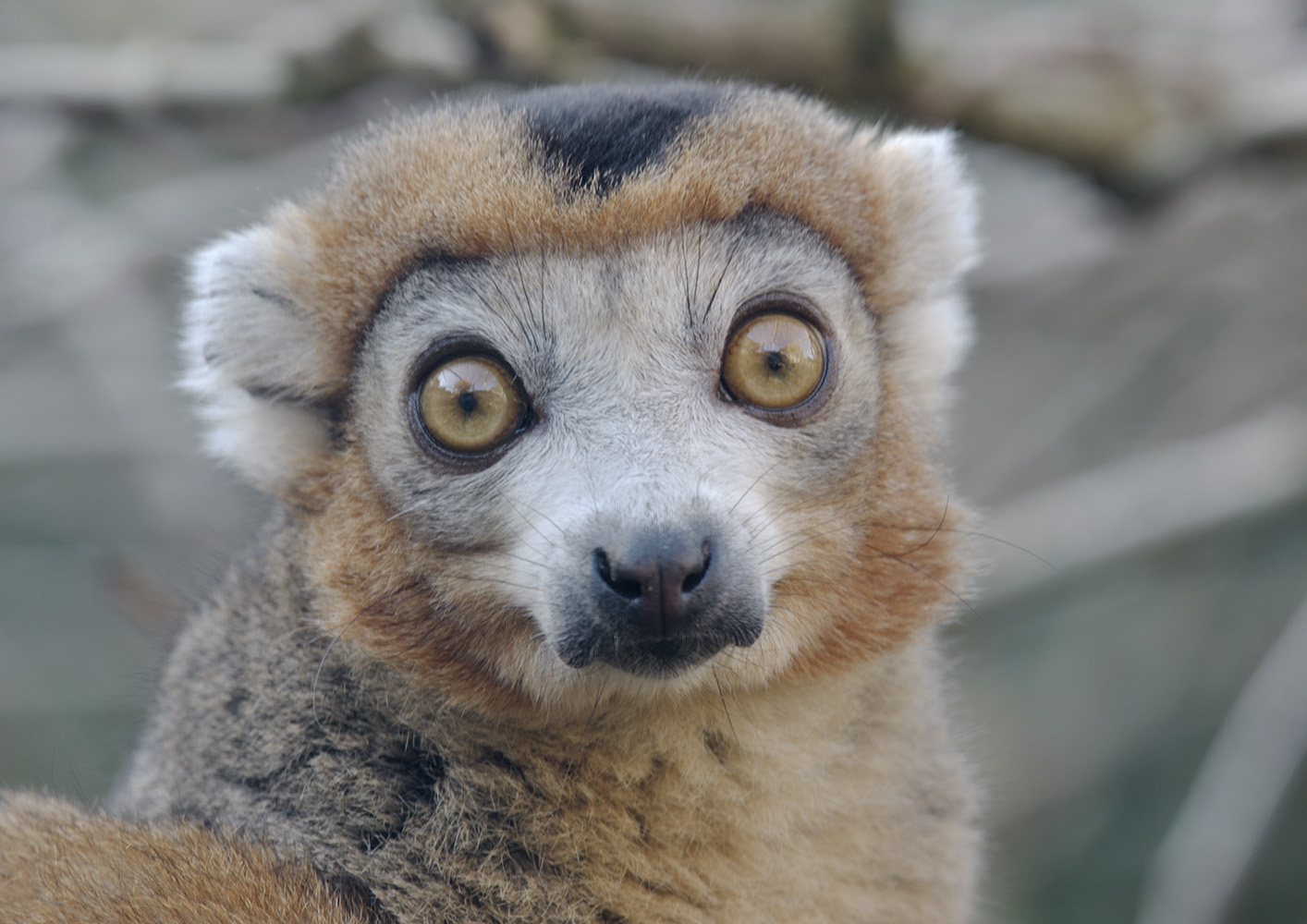 Crowned lemur
