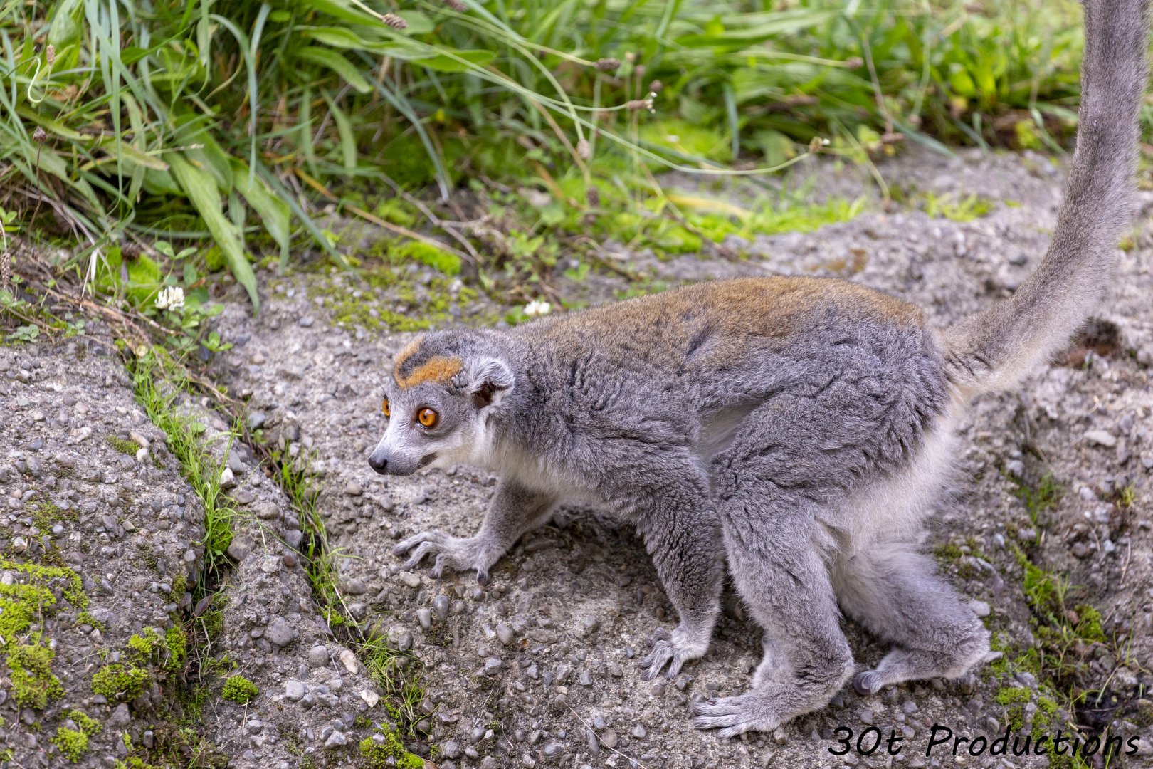 Crowned Lemur