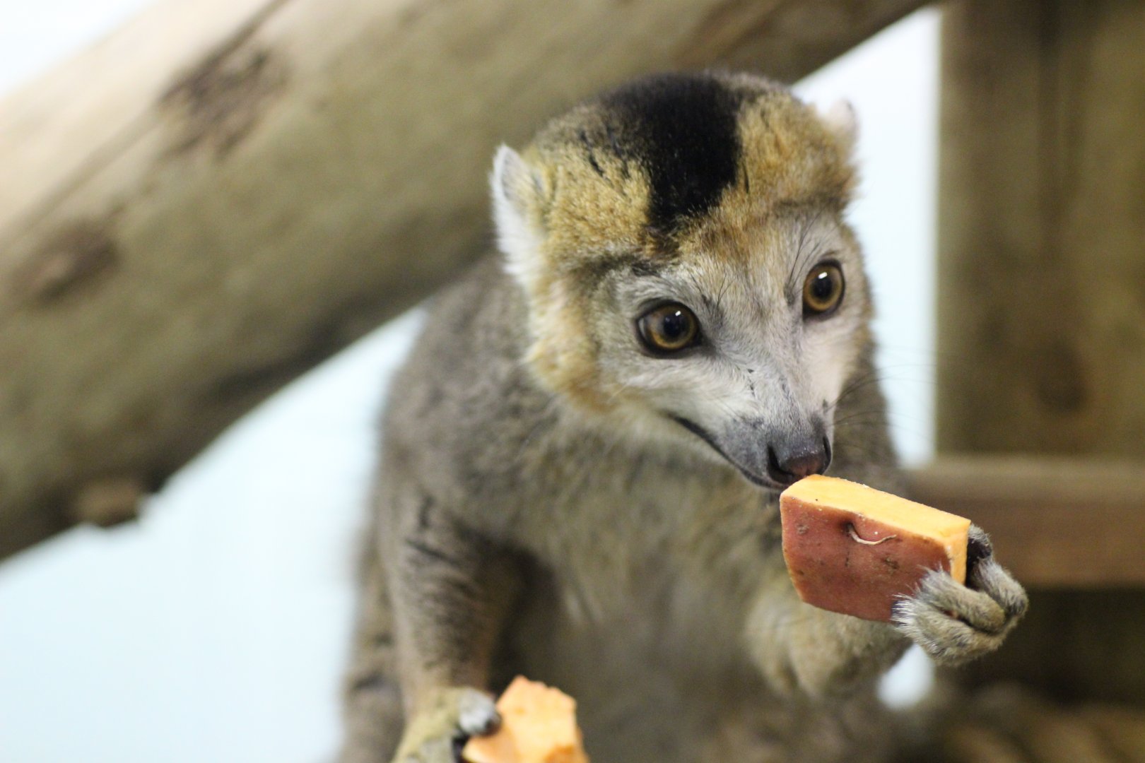 Crowned Lemur