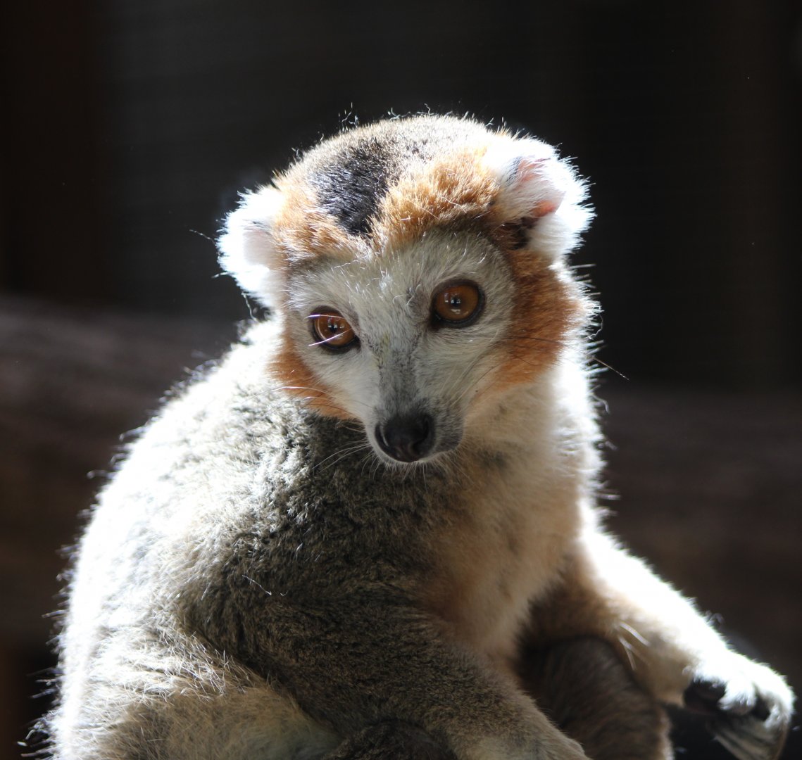 Crowned lemur