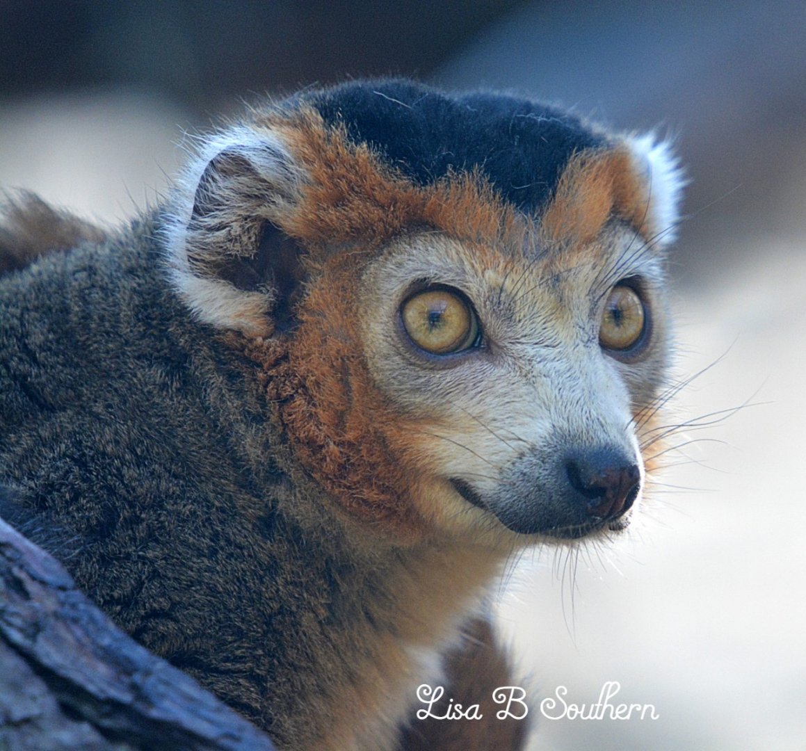Crowned Lemur