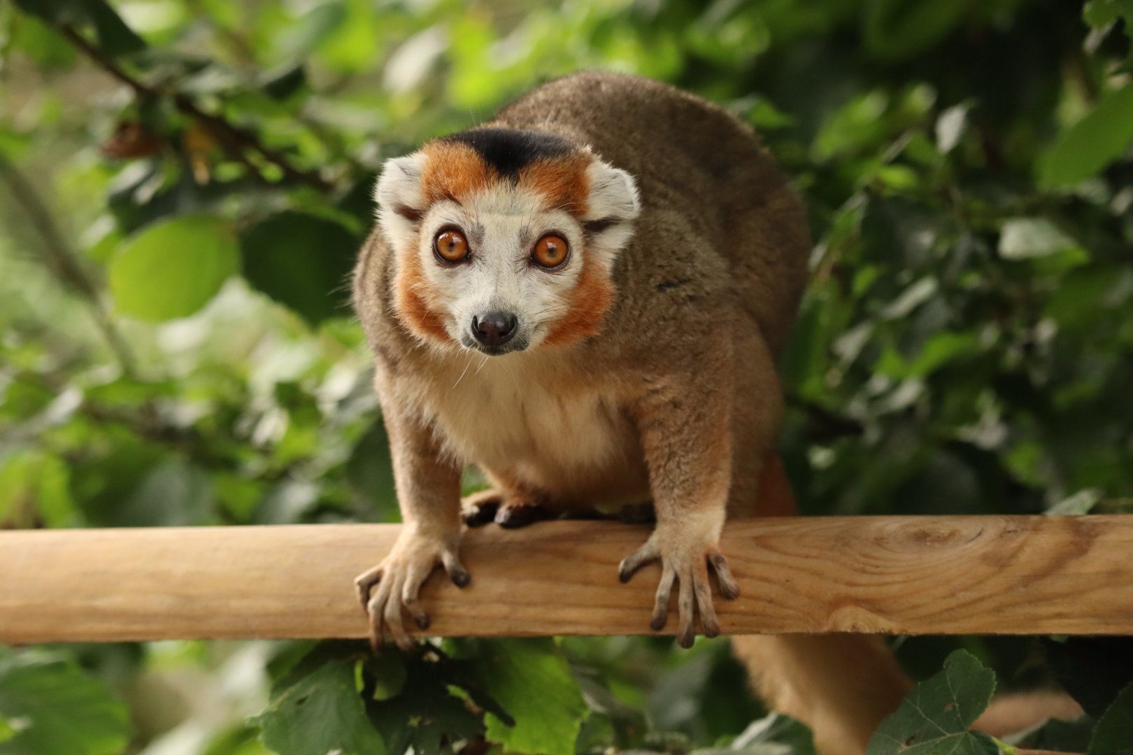 Crowned lemur