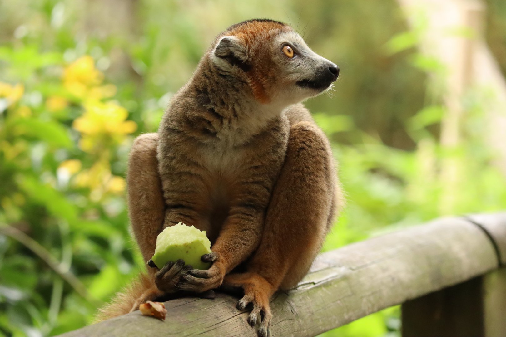 Crowned lemur