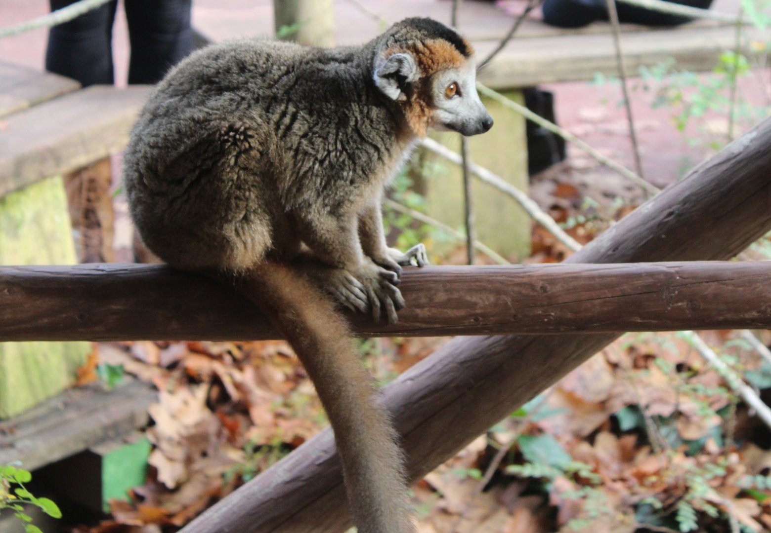 Crowned lemur