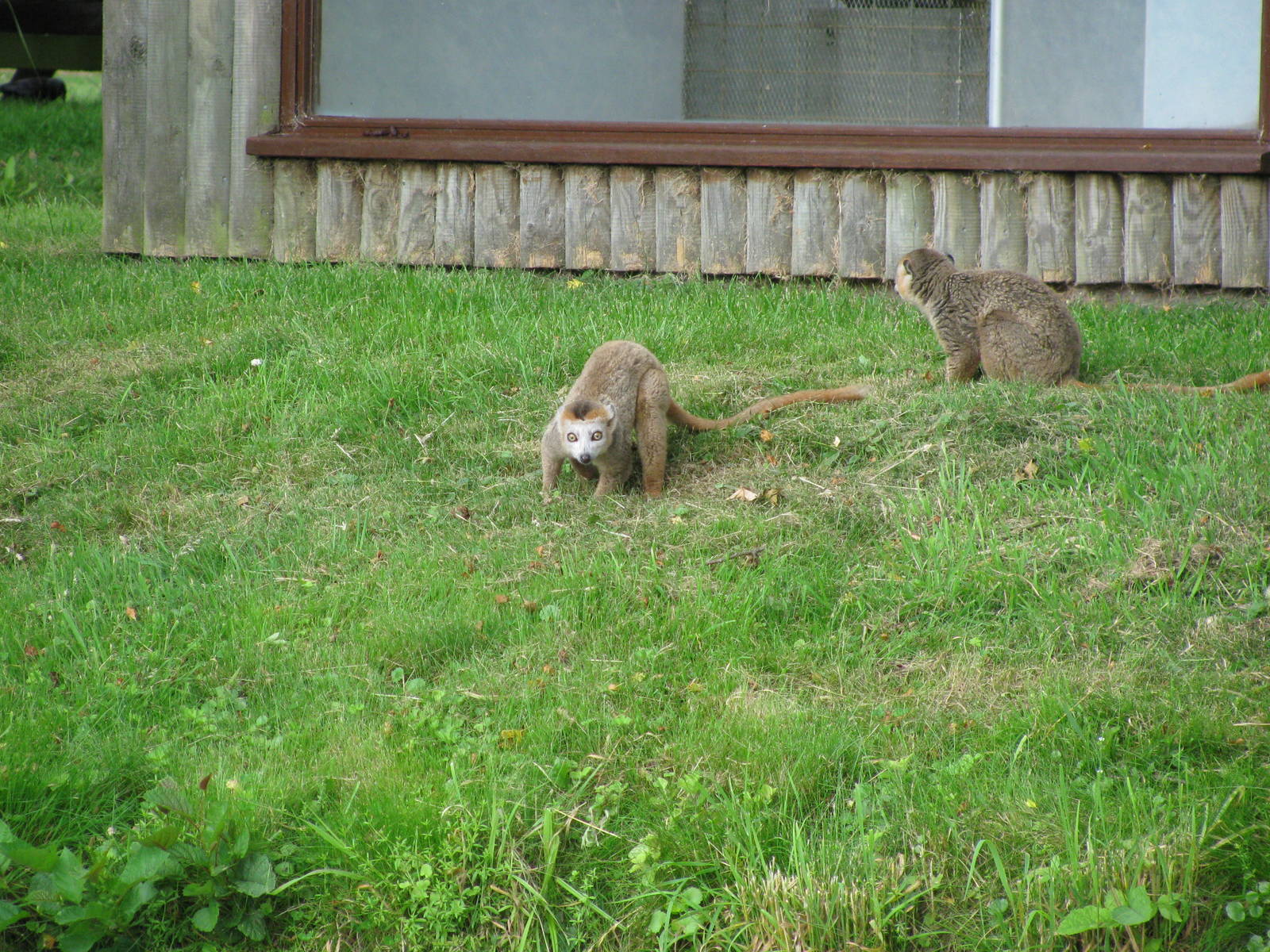 Crowned Lemur
