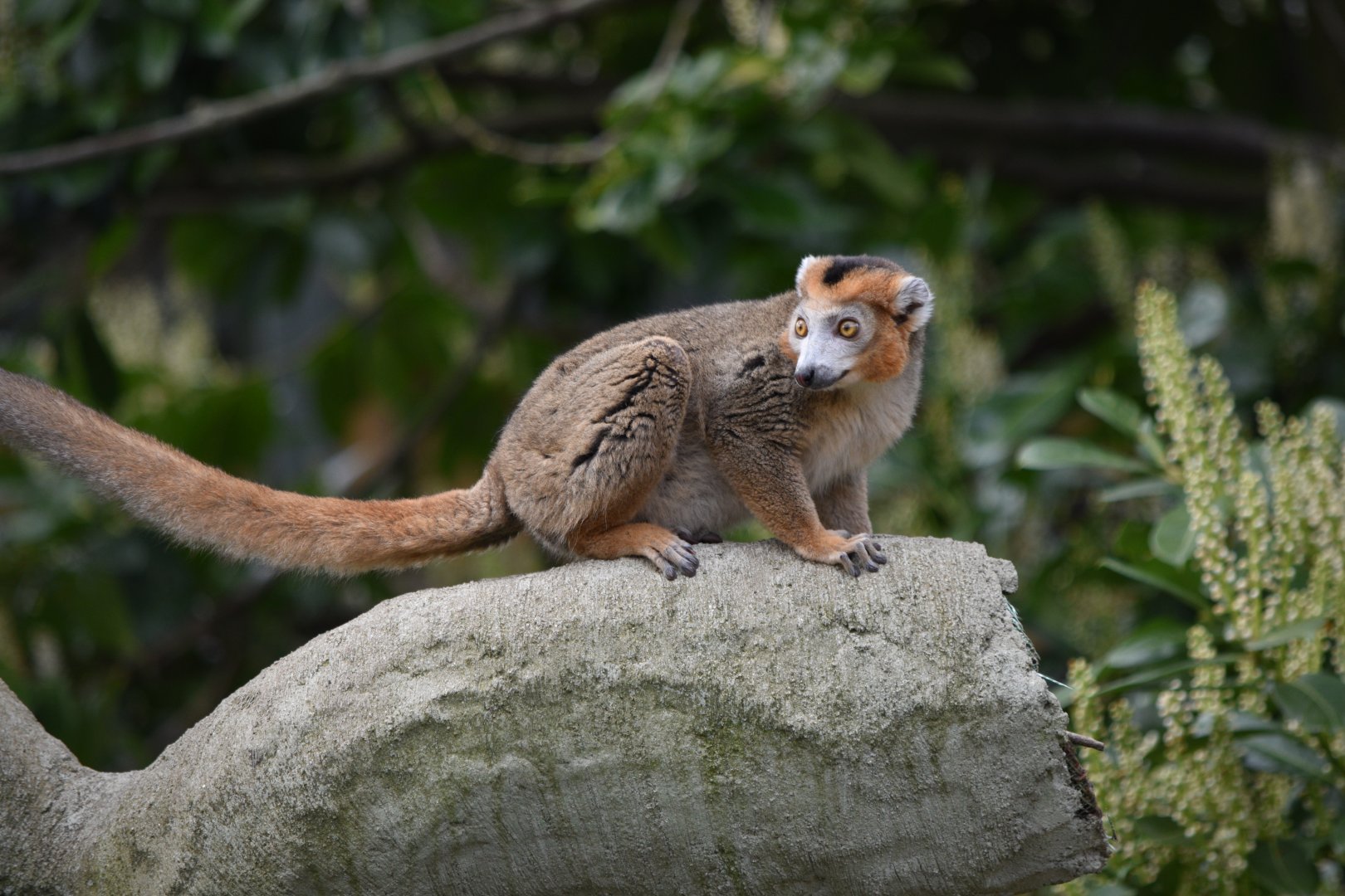 Crowned Lemur