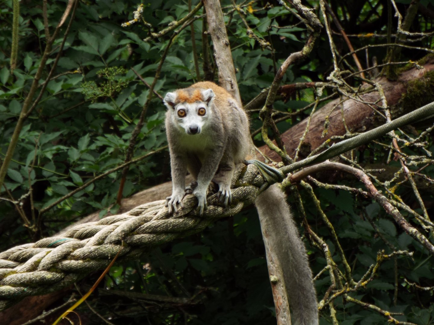 Crowned Lemur