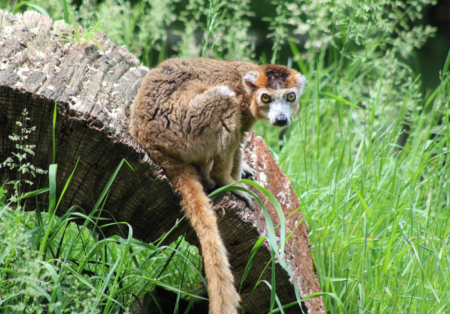 Crowned lemur