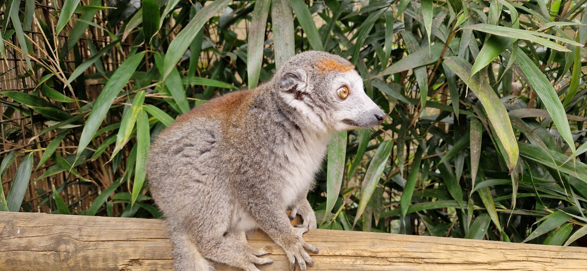 Crowned Lemur