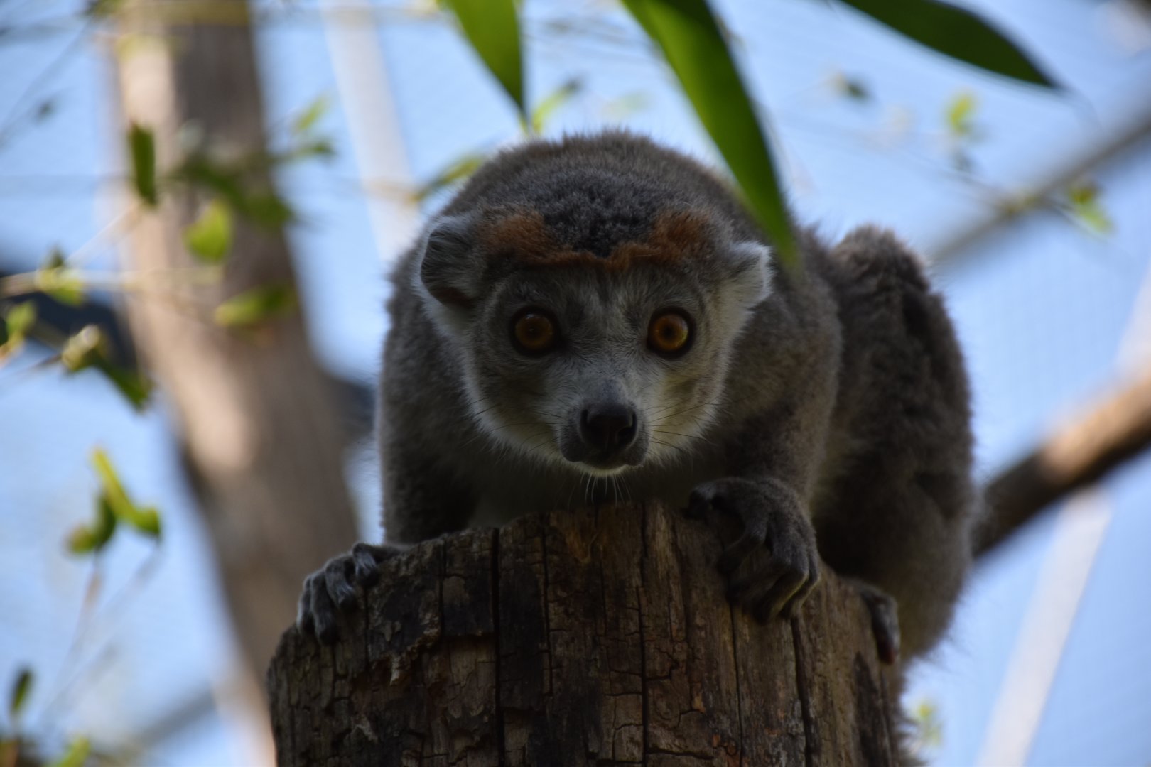 Crowned lemur