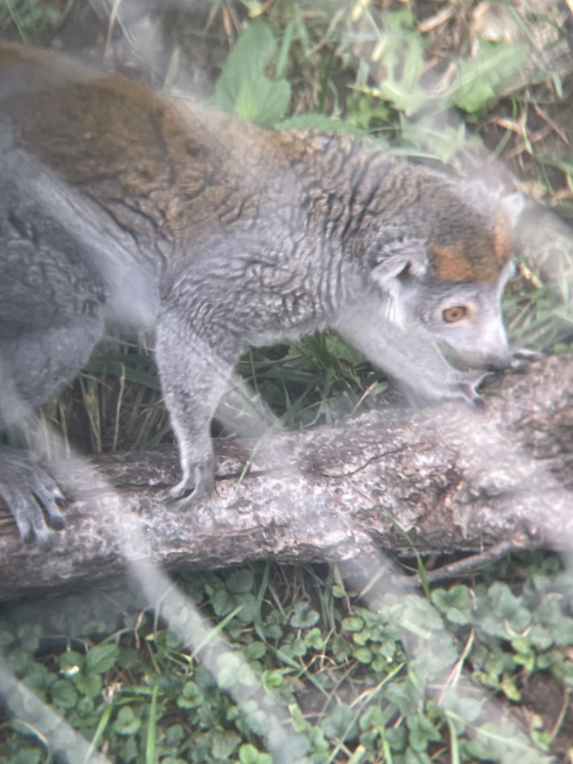 Crowned Lemur