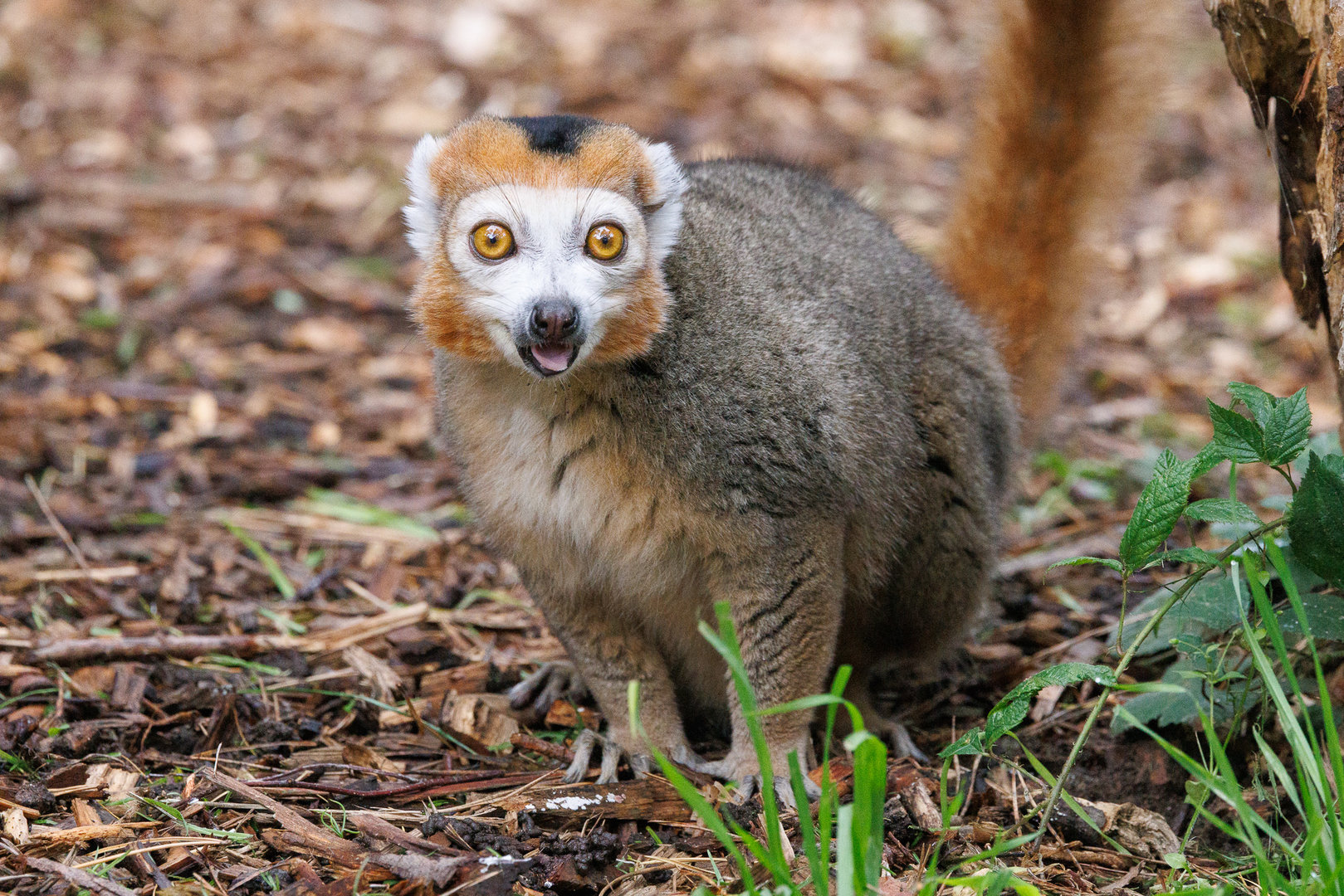 Crowned Lemur