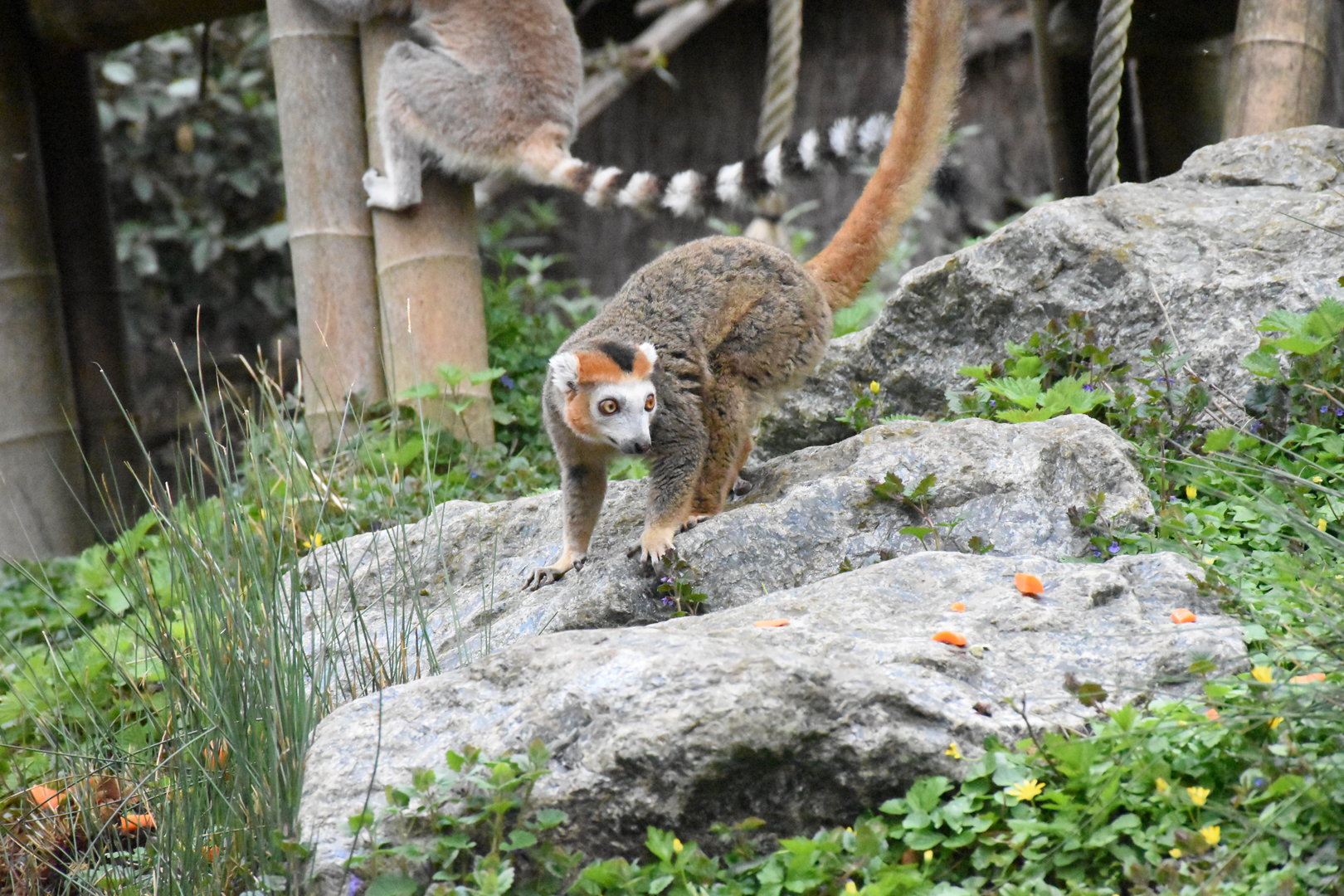 Crowned lemur