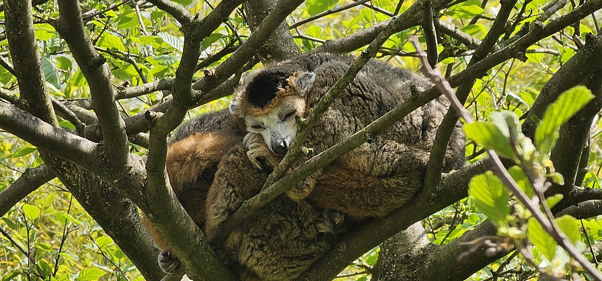 Crowned lemur