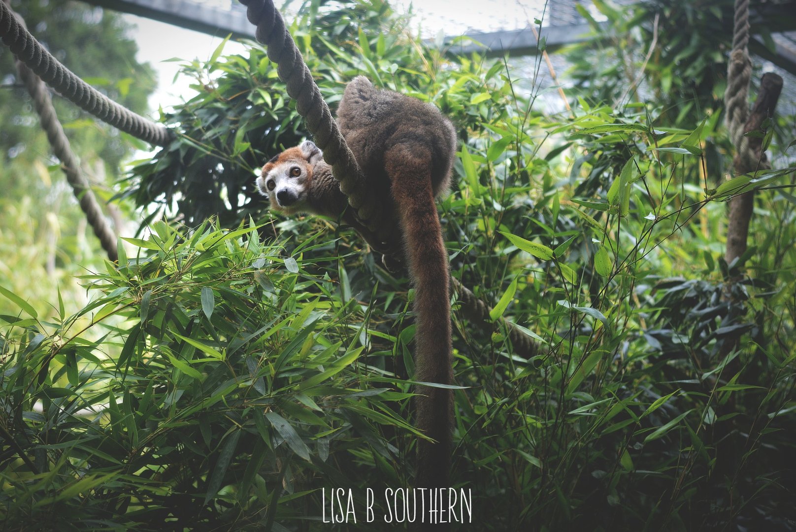 crowned lemur
