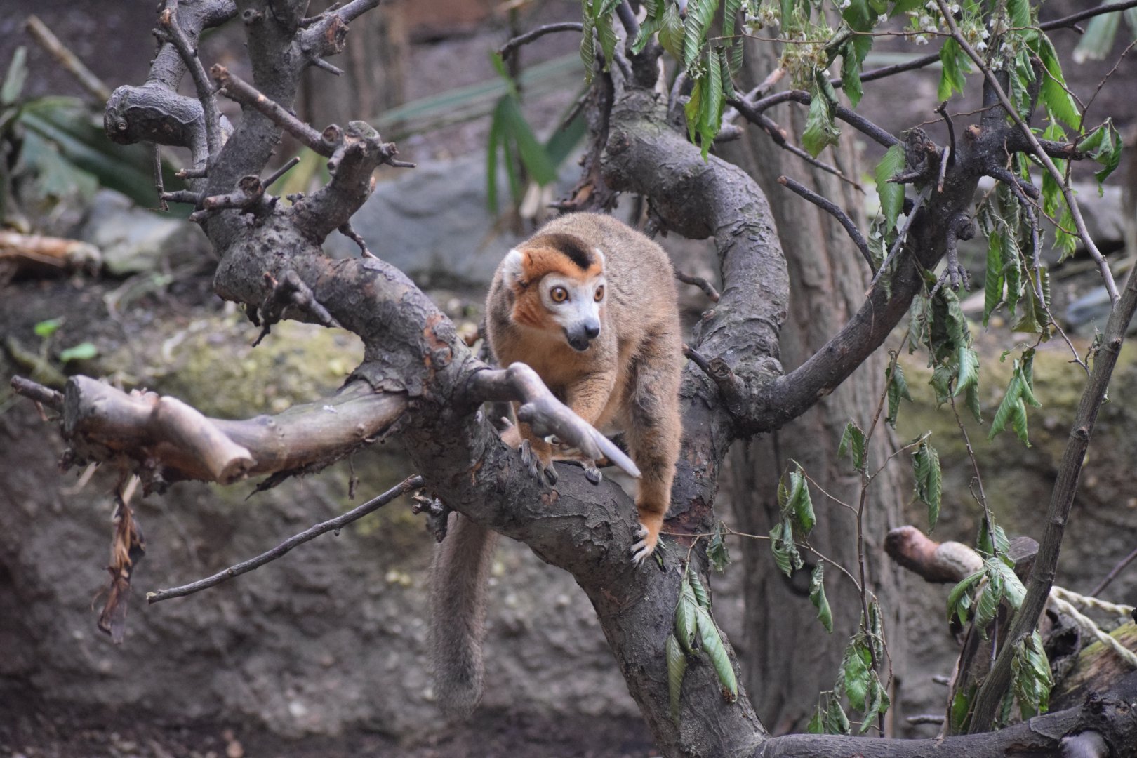 Crowned lemur
