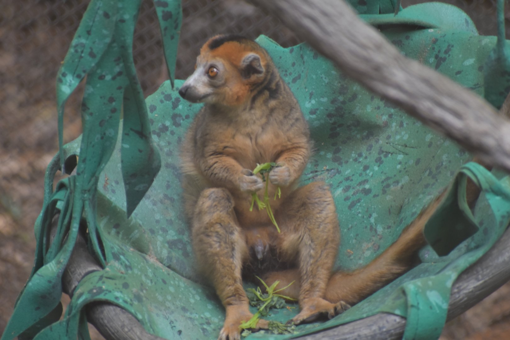 Crowned Lemur