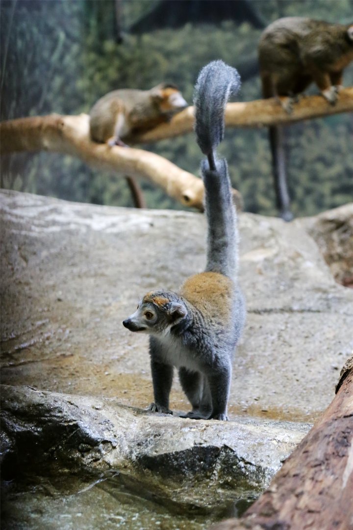 Crowned Lemur