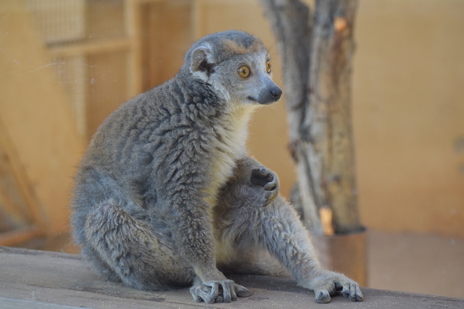 Crowned lemur