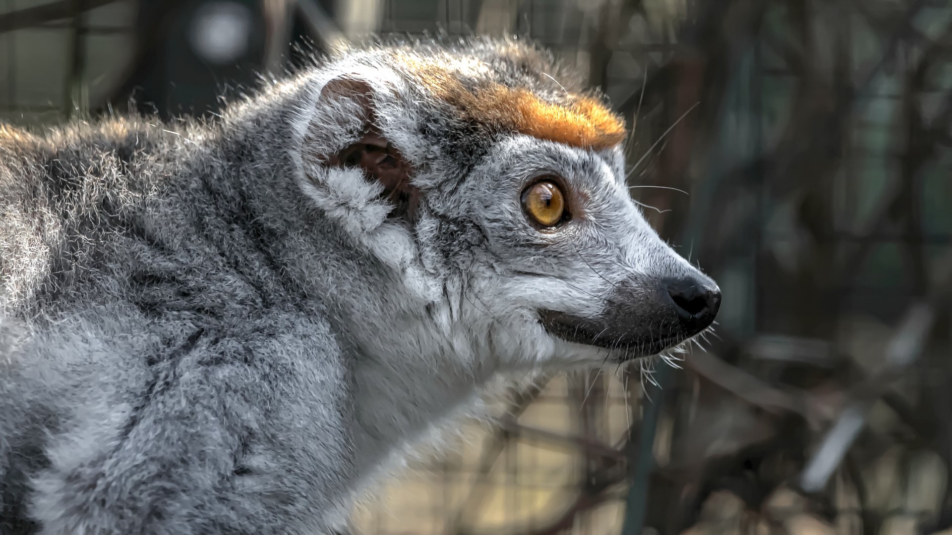 Crowned lemur