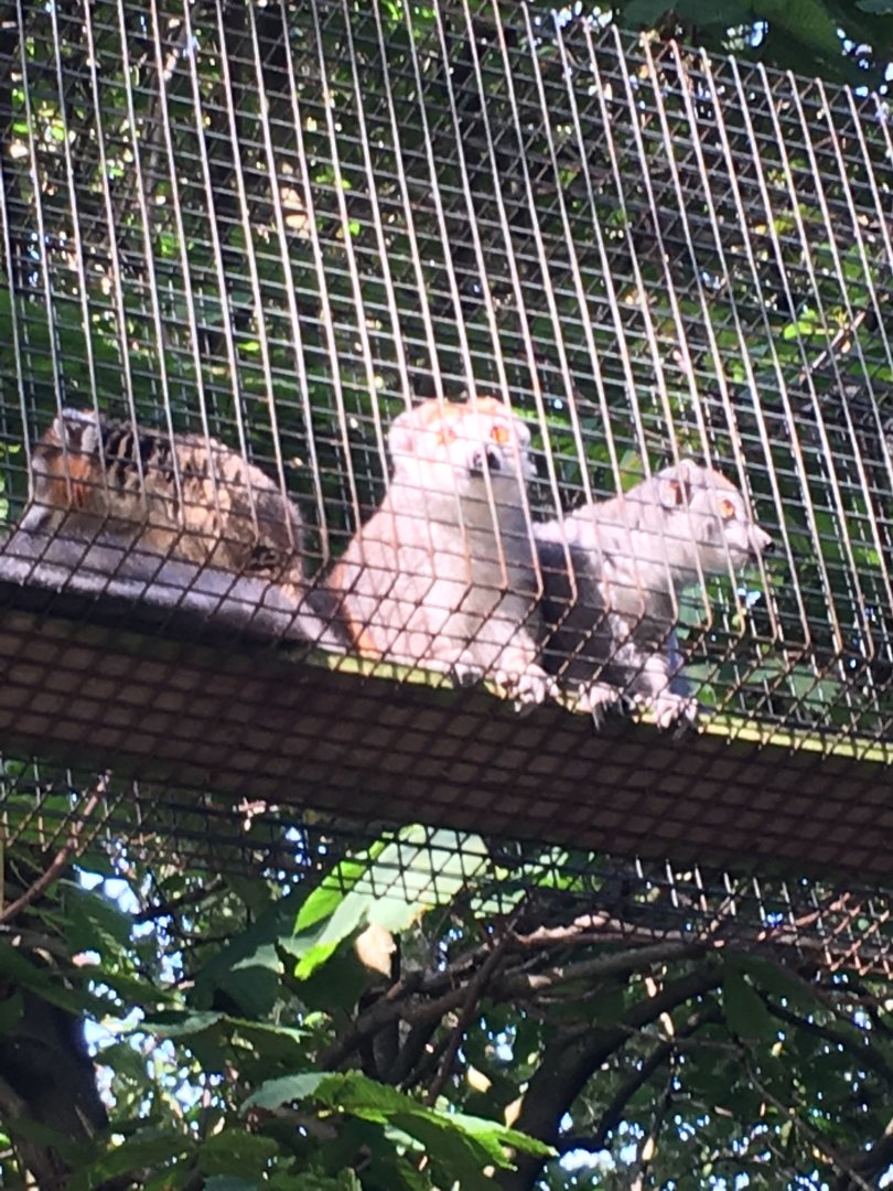 Crowned lemurs (2019)