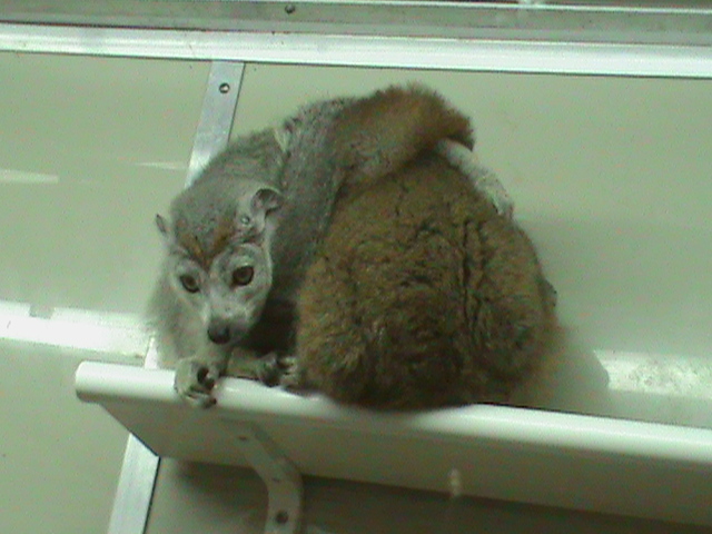 Crowned lemurs 211010