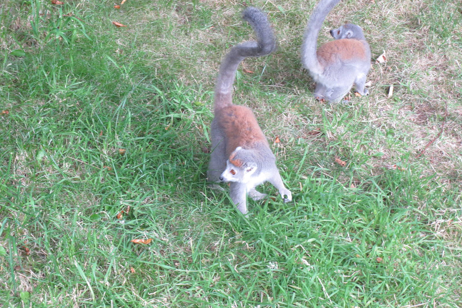 Crowned Lemurs 240815