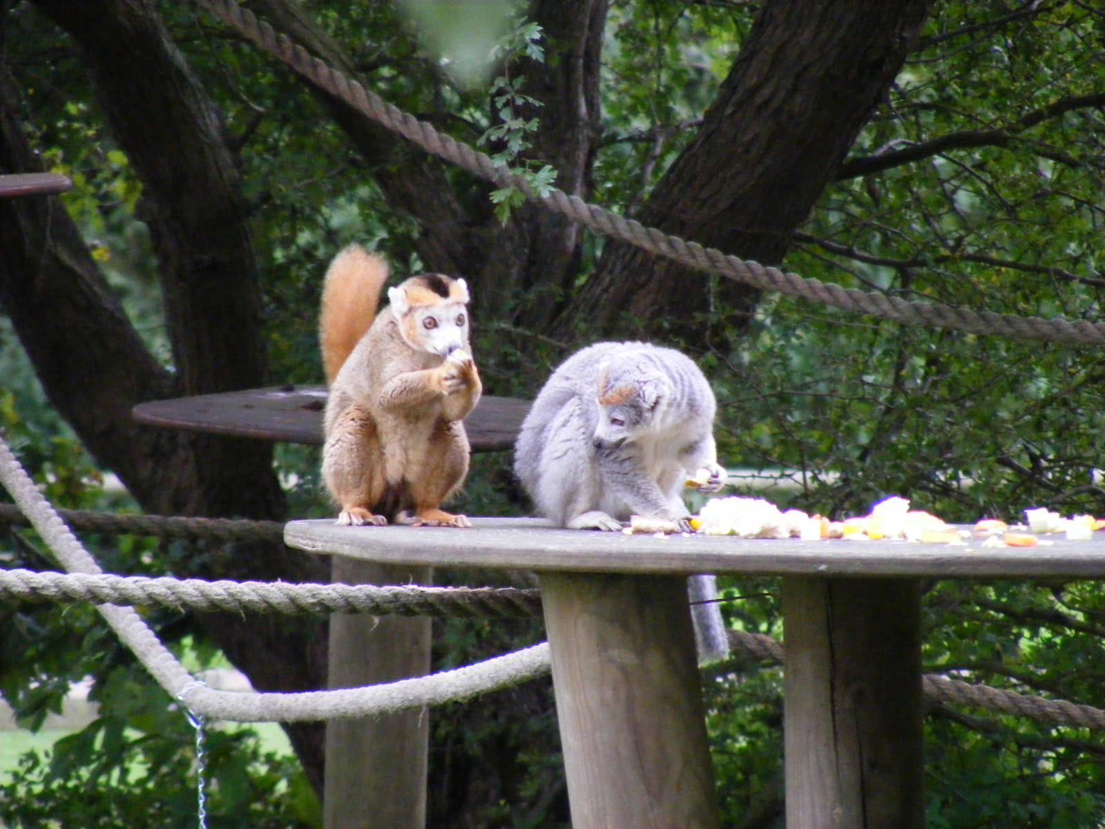 Crowned lemurs at Africa Alive!, 13 September 2010