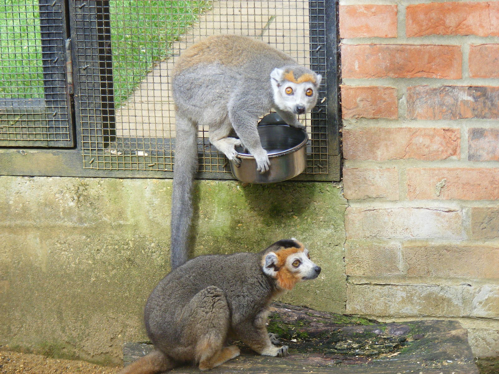 Crowned lemurs at Linton Zoo, 11 September 2010