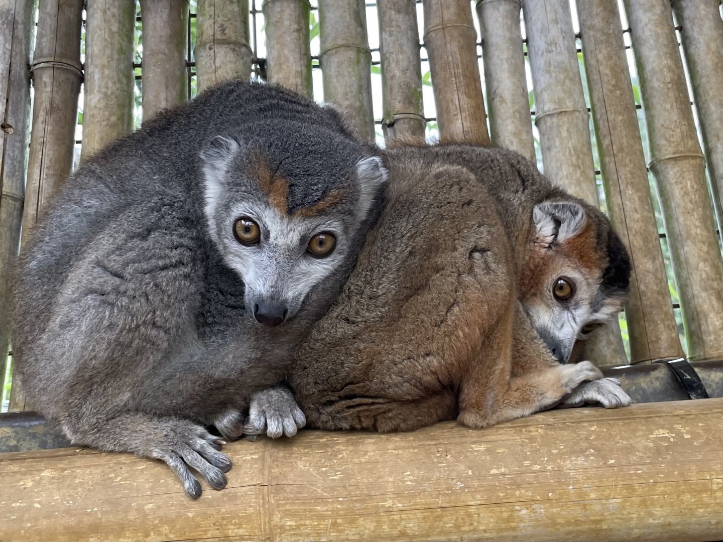 Crowned Lemurs, (Eulemur coronatus)
