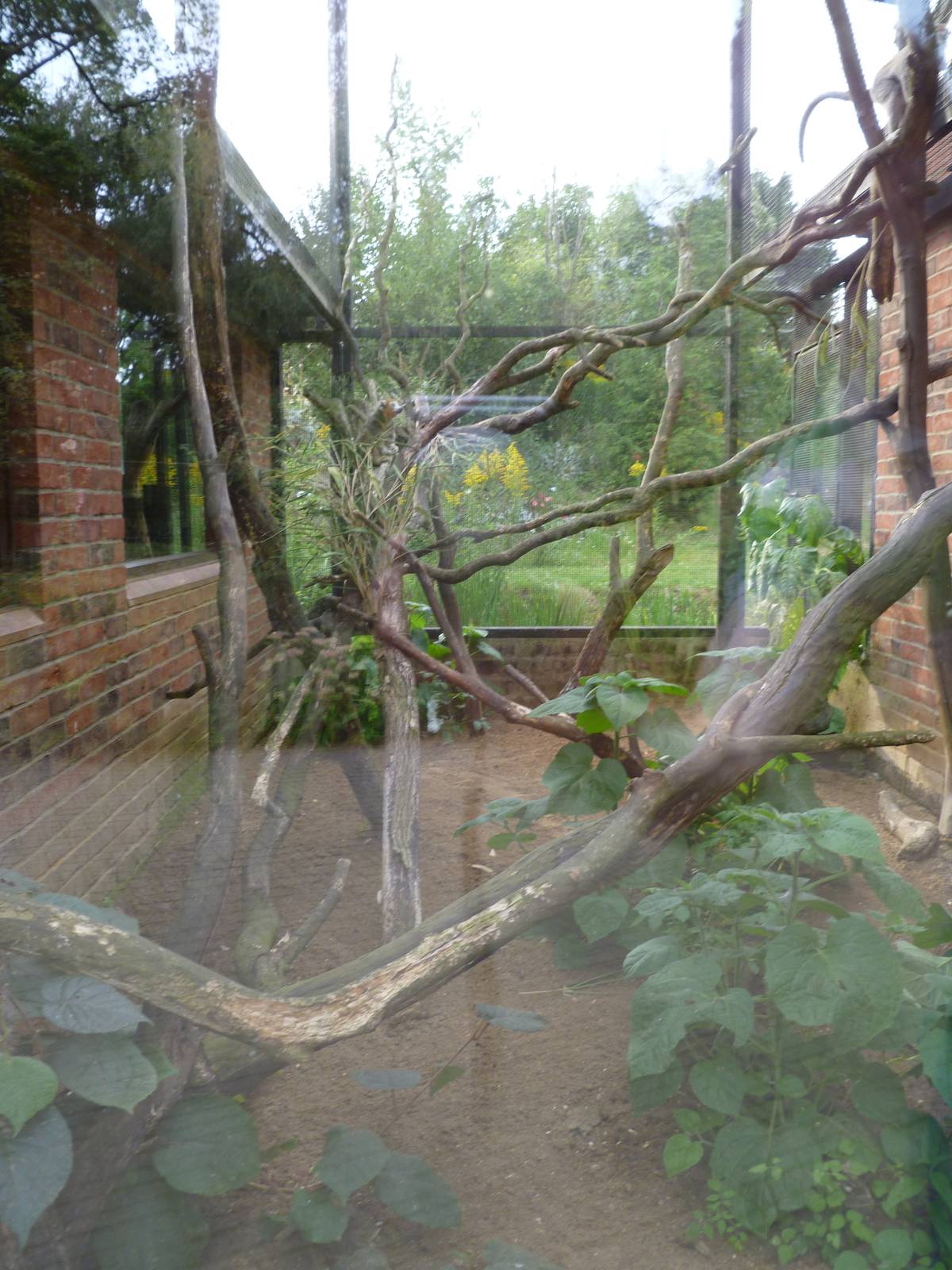 crowned lemurs exhibit 2