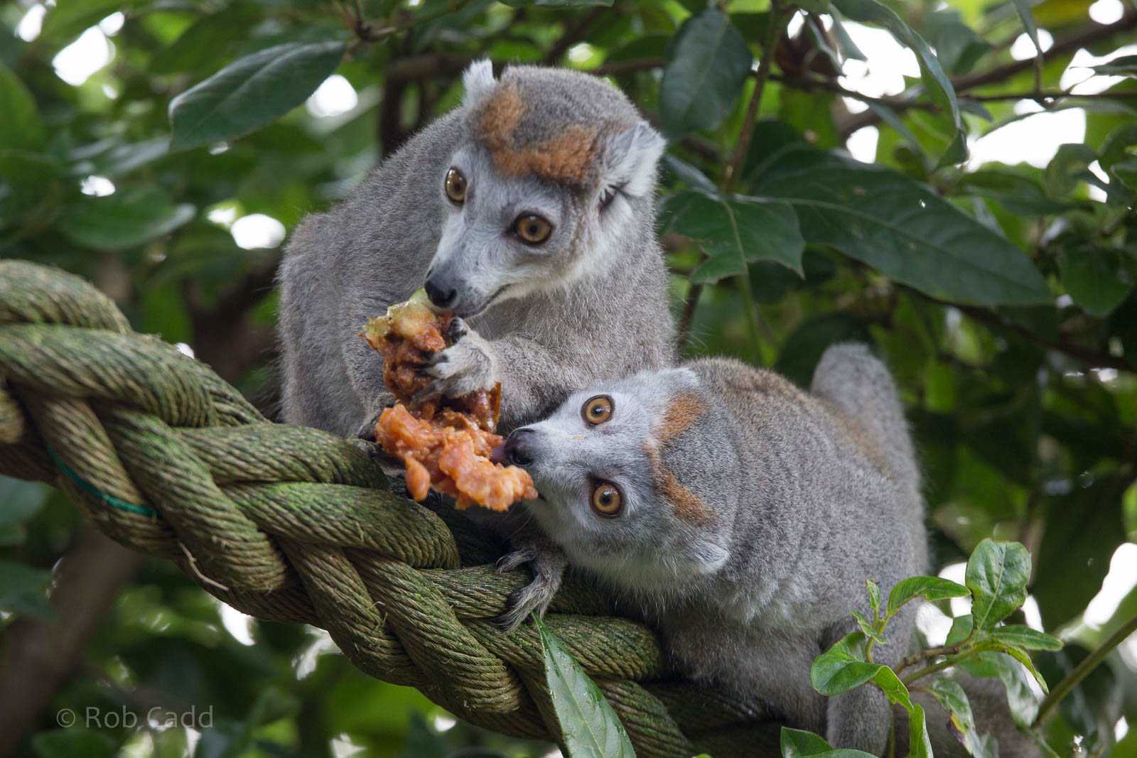 Crowned lemurs : Howletts : 16 Oct 2014