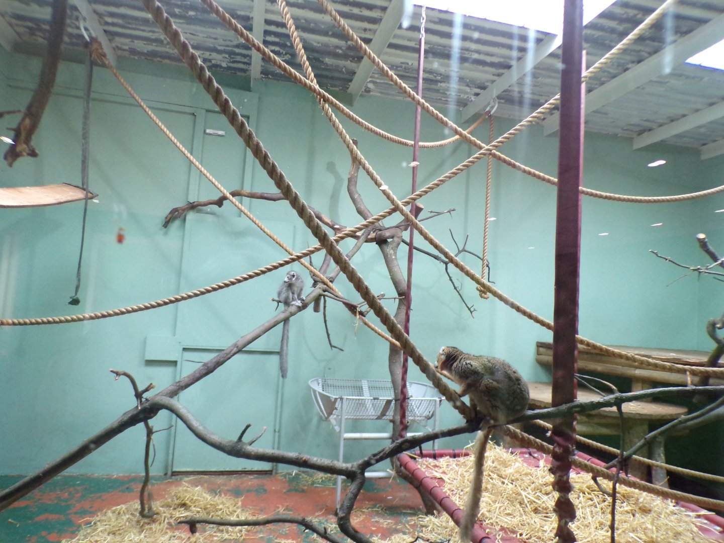 Crowned lemurs in temporary enclosure 9.4.24