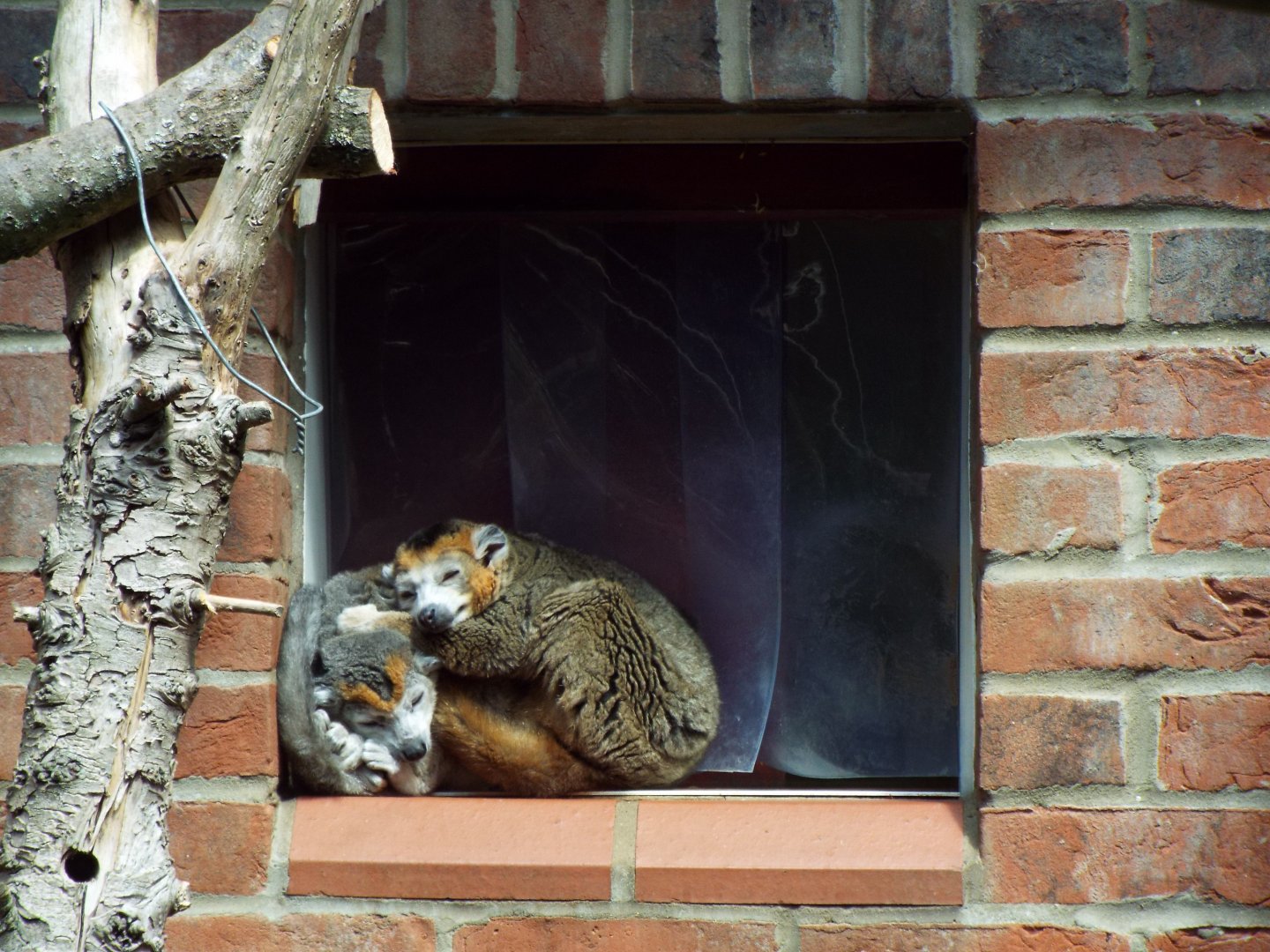 Crowned Lemurs, Linton Zoo