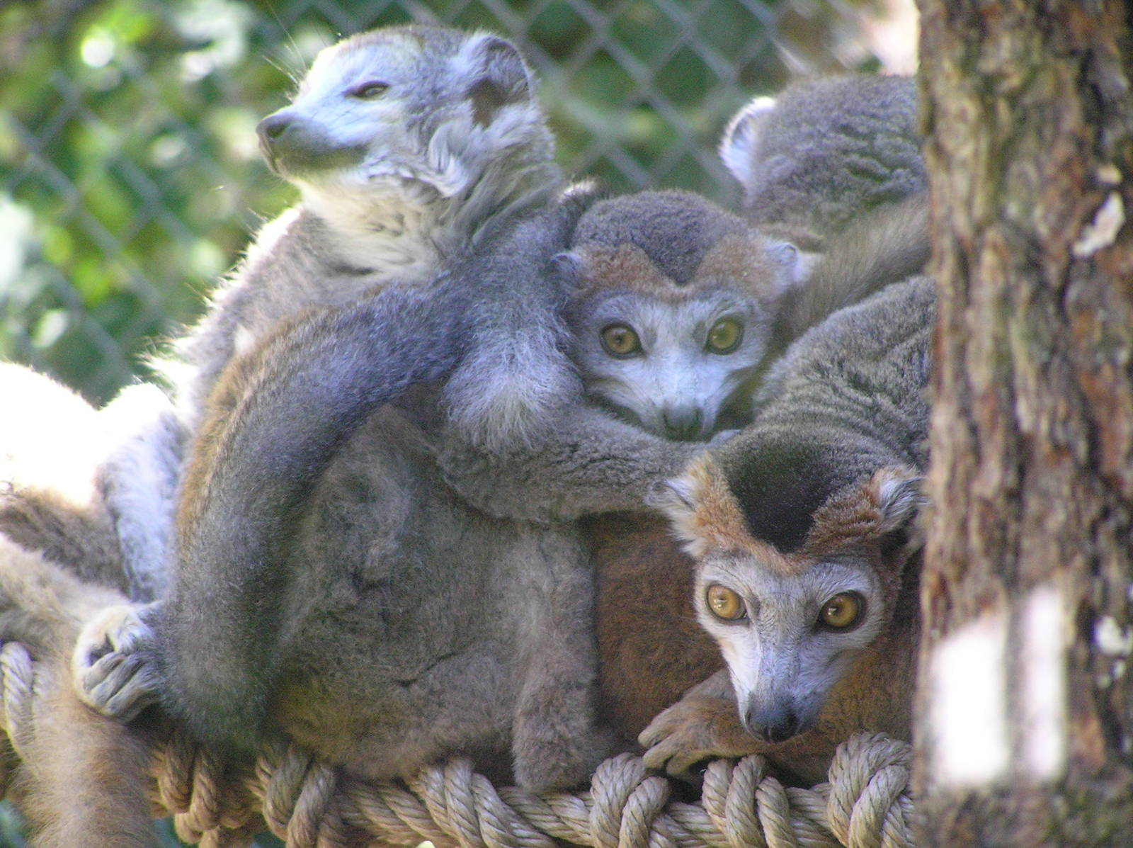 Crowned lemurs - Mulhouse 06