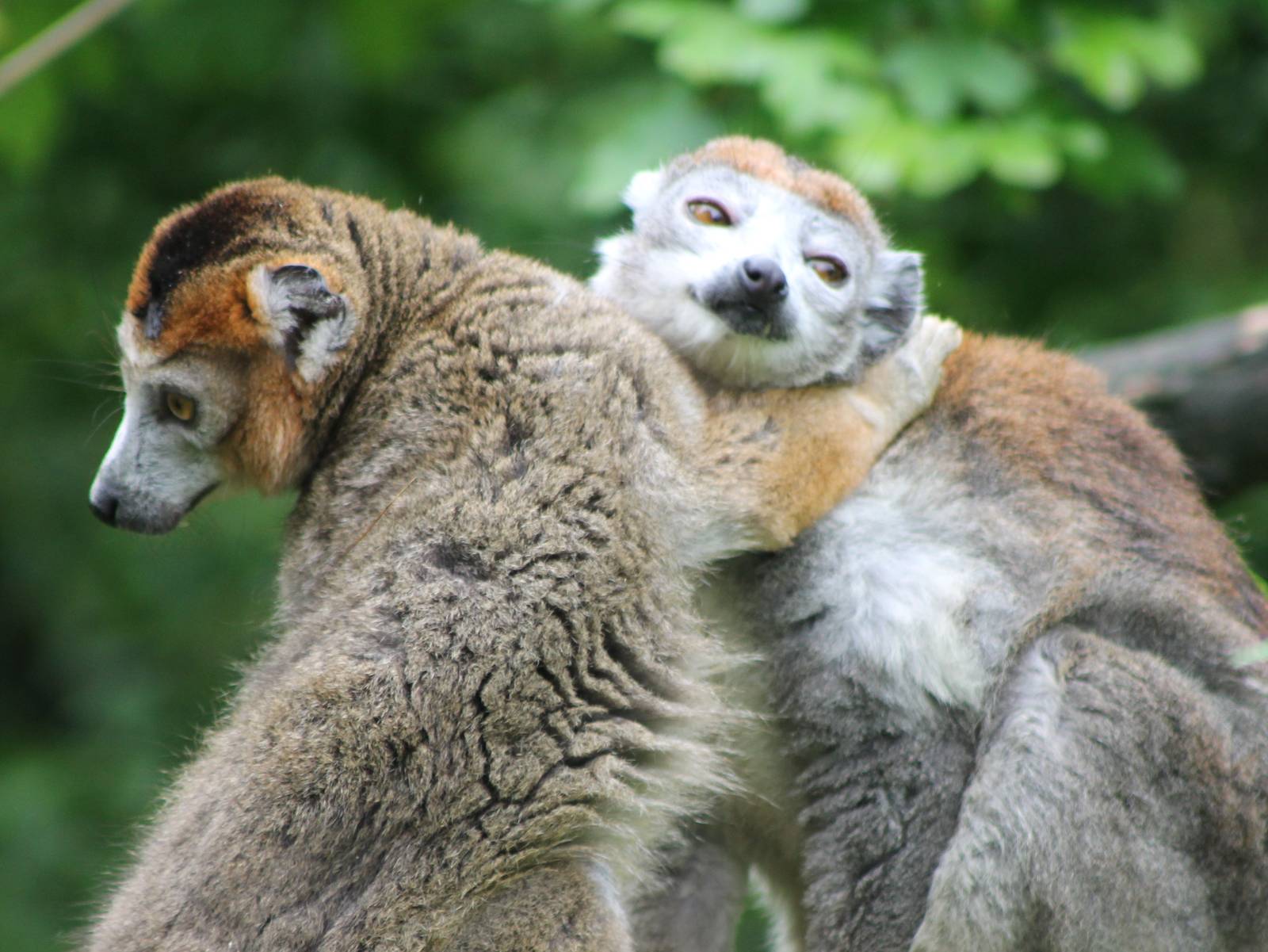 Crowned lemurs