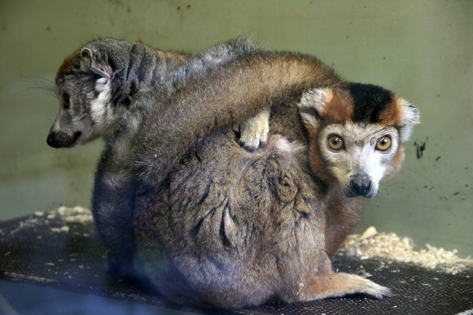 Crowned lemurs
