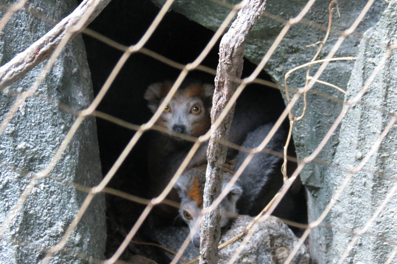 Crowned Lemurs