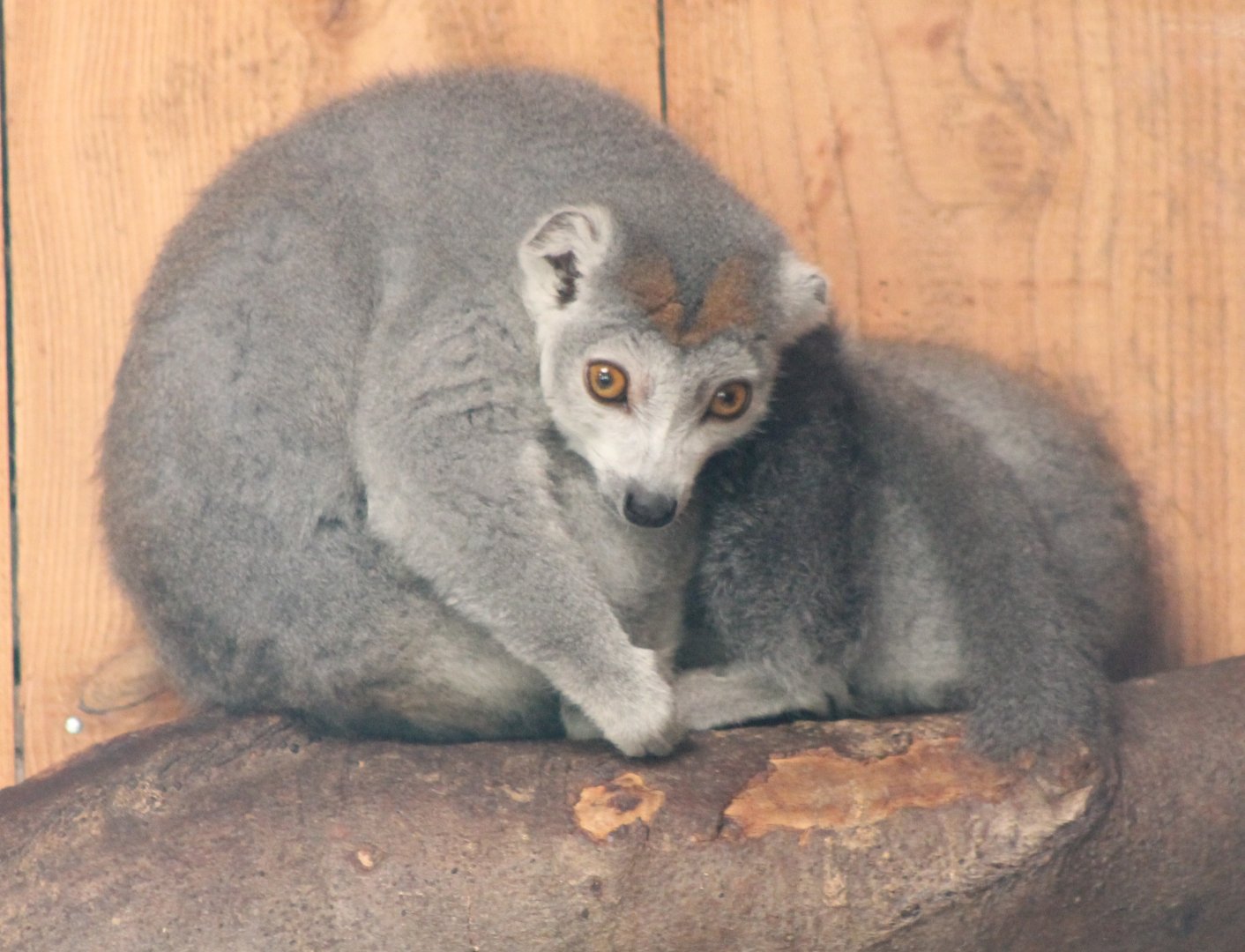 Crowned lemurs