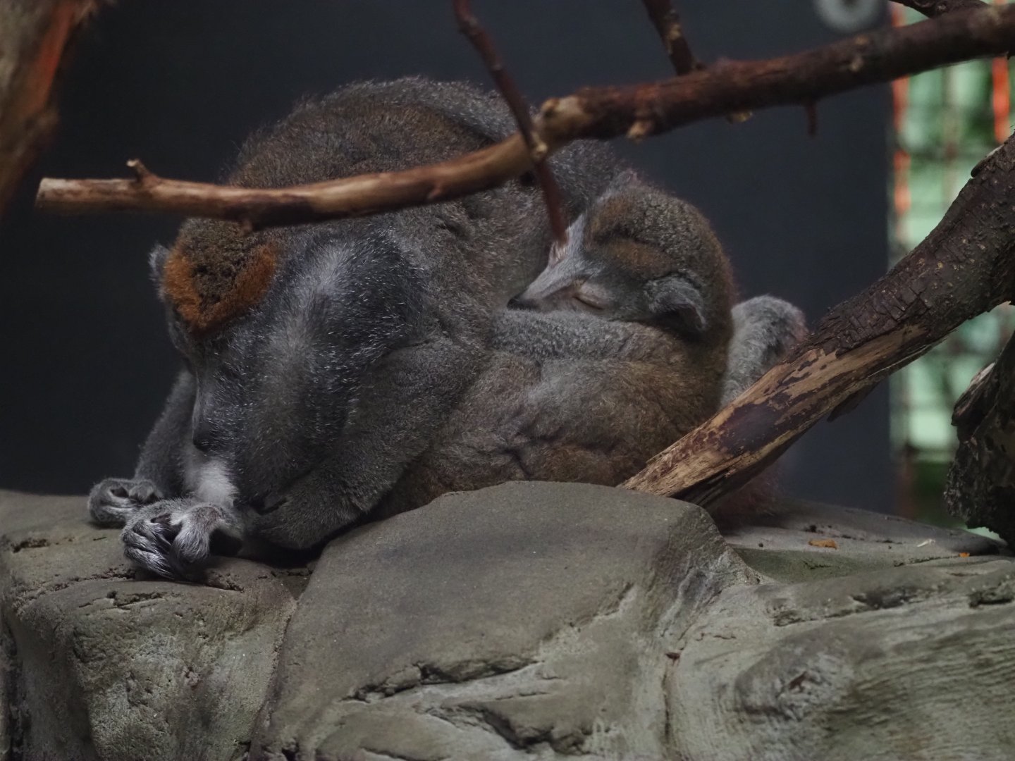Crowned lemurs